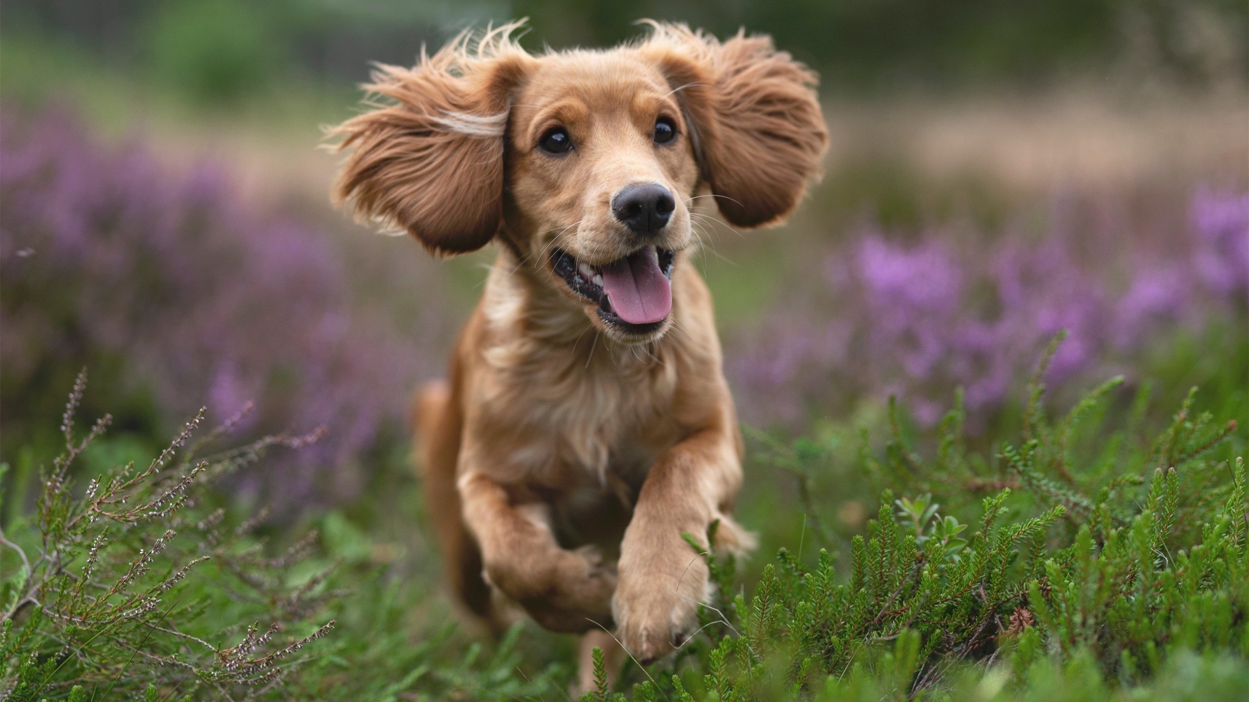 进攻的星河，防守的暗夜，库里与浙江队的篮球美学