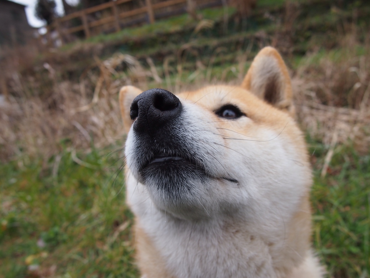 格纳布里利刃出鞘，摩纳哥完胜埃及彰显战术纪律