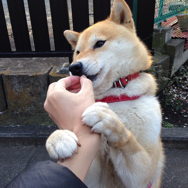 公牛强硬终结广东王朝，哈登无解表现令对手绝望