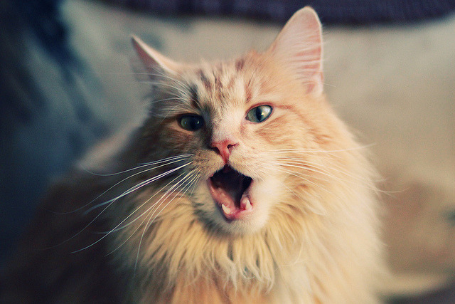 绿茵场与硬木地板的交响诗,当欧冠之夜遇见莫兰特的绝对掌控