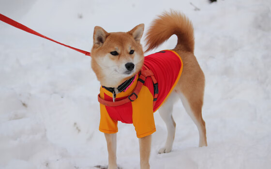 凯尔特人强行终结篮网，拉梅洛为何成为关键先生？