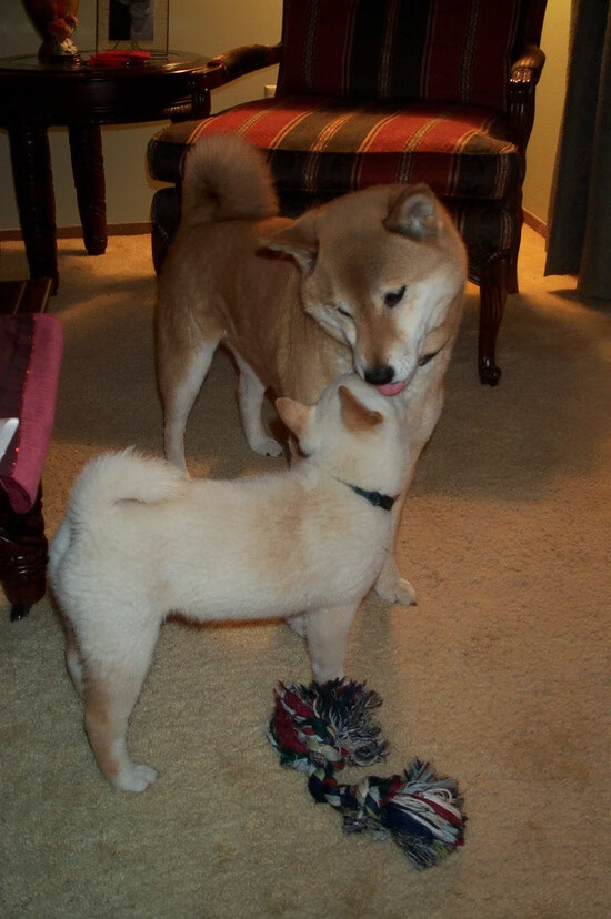 世俱杯参赛资格-莱万完美发挥引领胜利，哥斯达黎加对阵墨西哥的经典之战