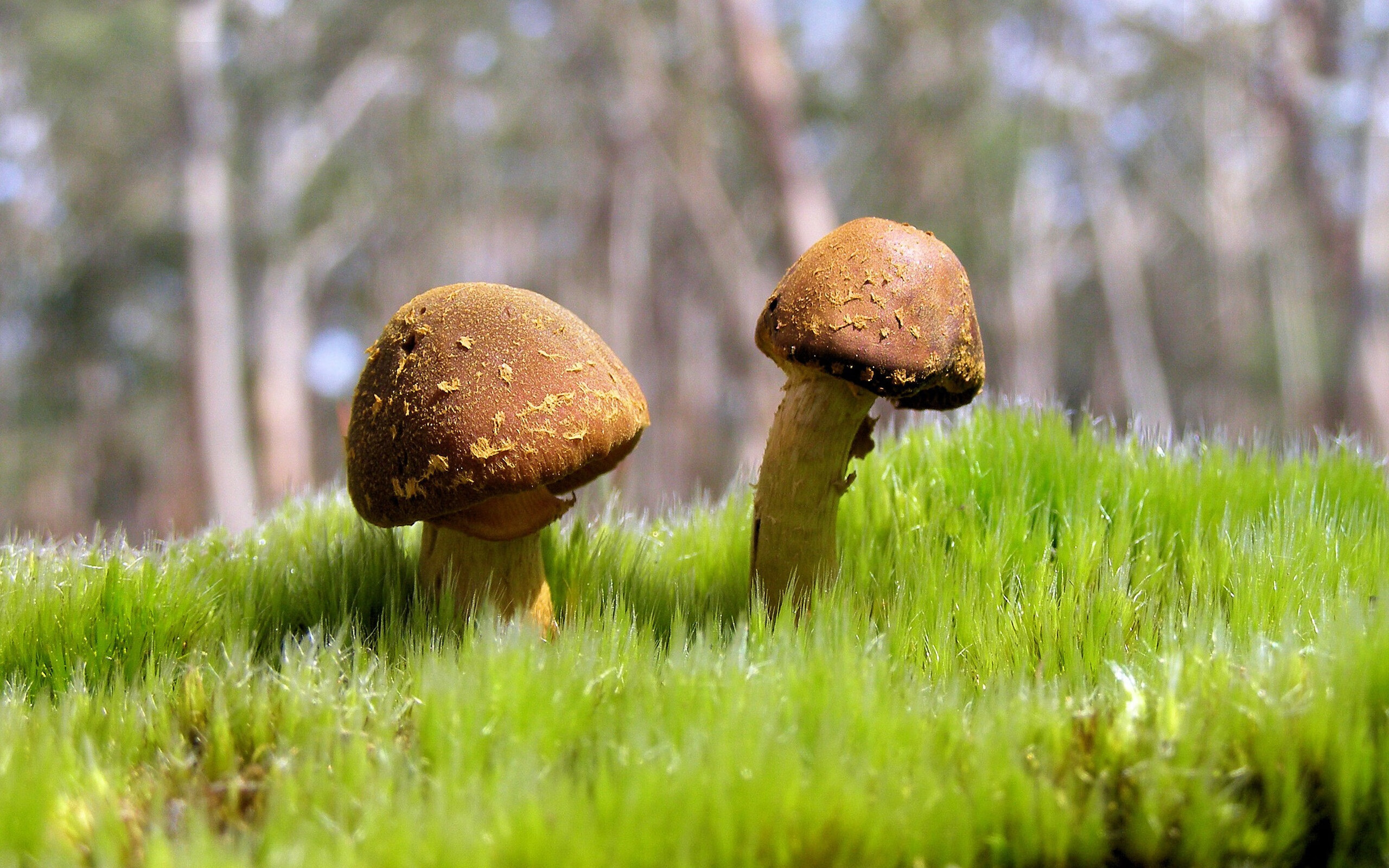 世俱杯2025-赛事风云，克罗地亚压制冰岛，梅西化身关键先生