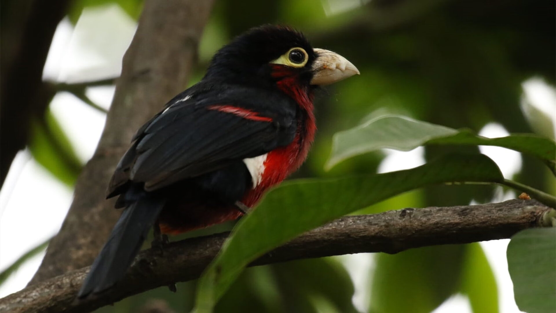 跨洋对决，广东队决胜局带走马刺，詹姆斯化身关键先生点燃全场