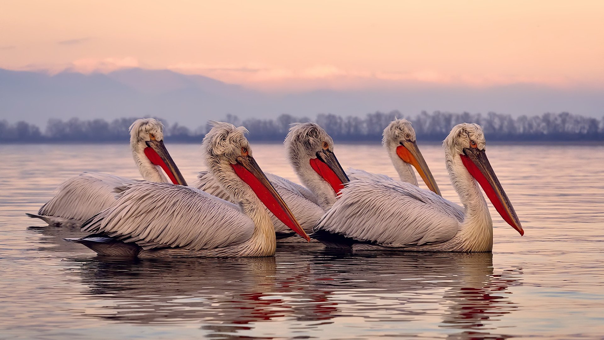 世俱杯奖金-双城记，当阿森纳横扫利物浦，梅西在焦点之夜接管比赛