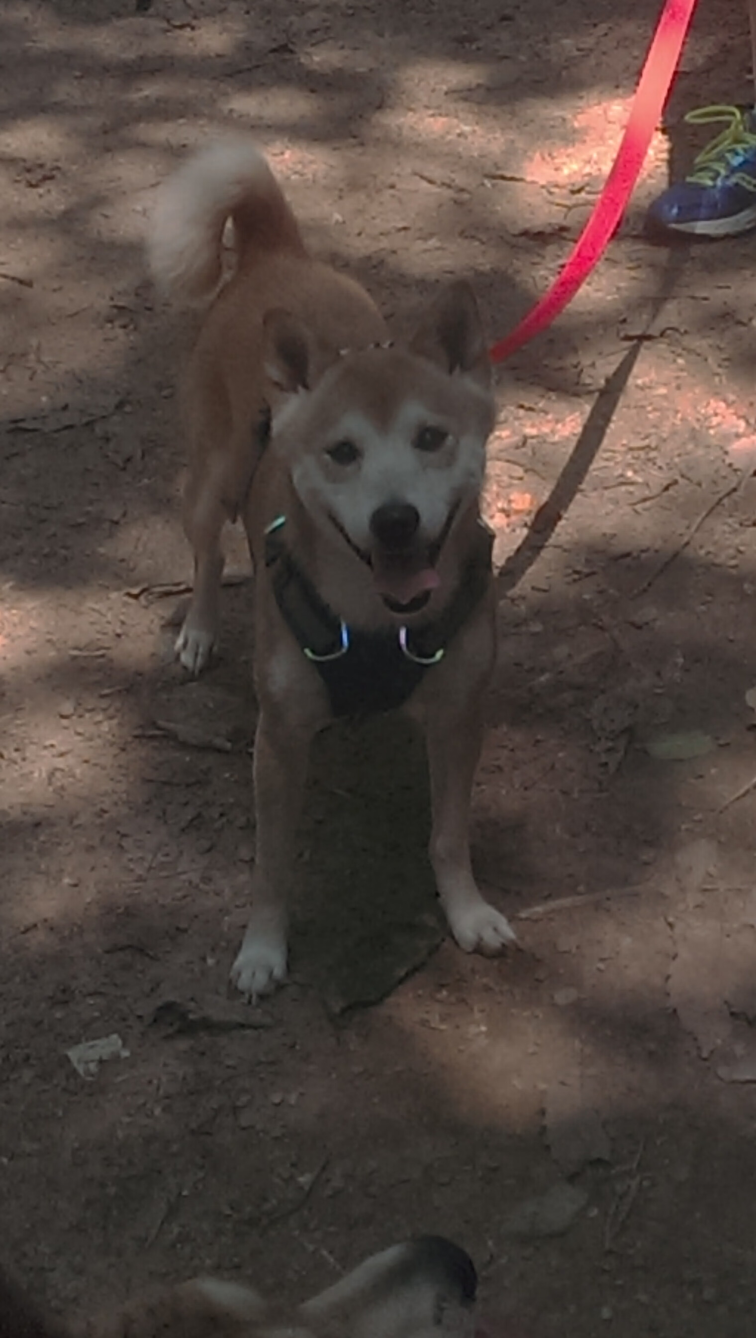 哈弗茨，一位天才与暴君的节奏暴政之夜