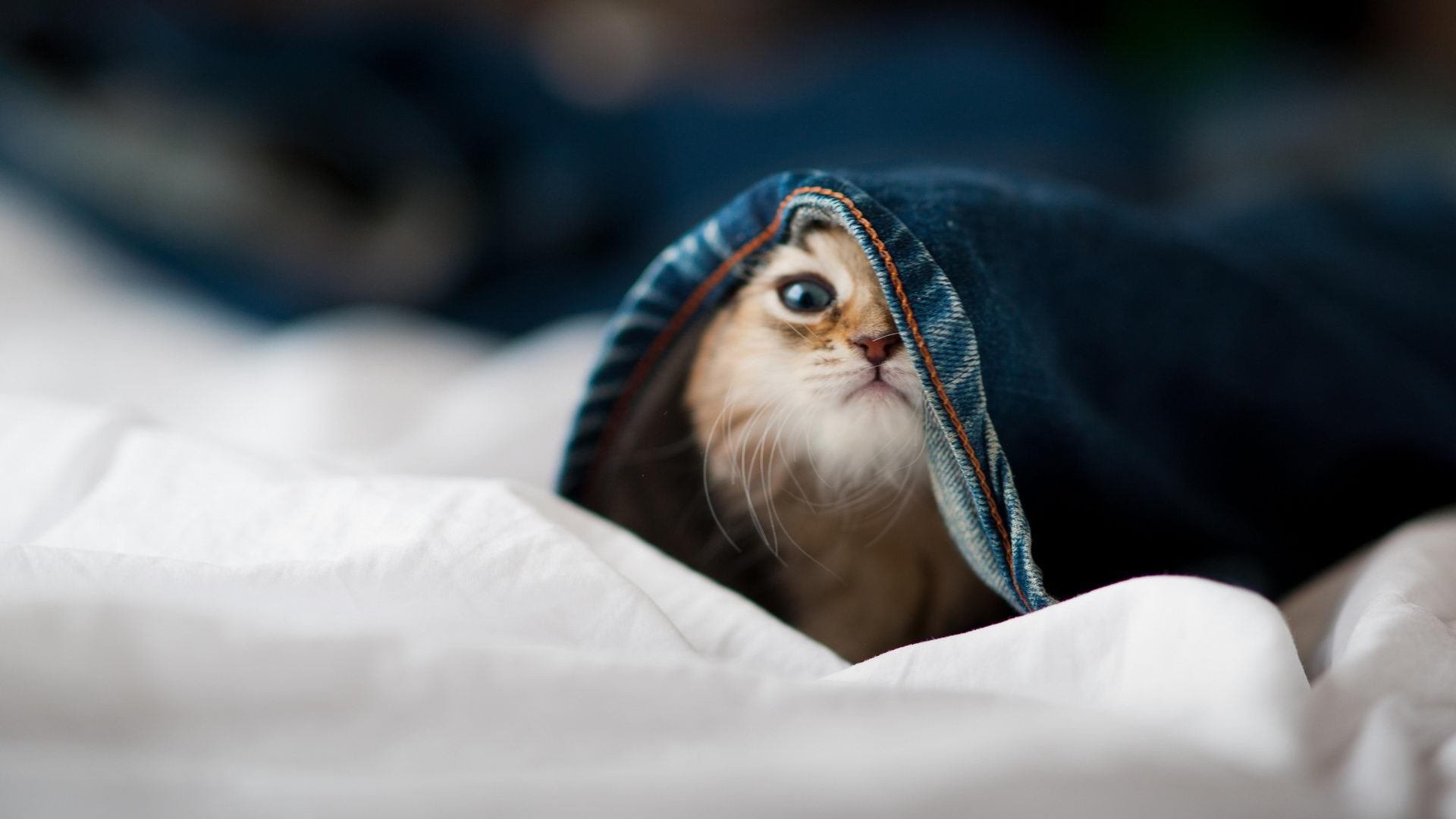 世俱杯决赛-萨拉赫生涯之夜闪耀欧冠！多特蒙德主场力克巴萨，传奇诞生