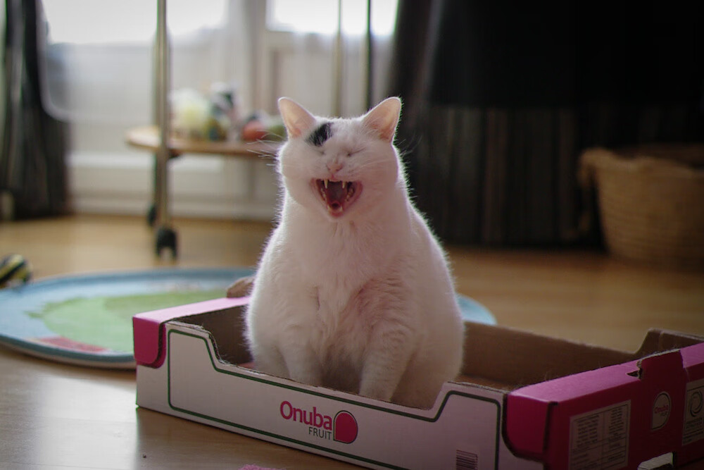 世俱杯时间-老兵不死！伊布焦点战一锤定音，国际米兰终结牙买加狂奔