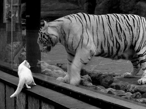 世俱杯奖金-从边缘人到救世主，杰伦·格林一球定音，撕裂勇士围城