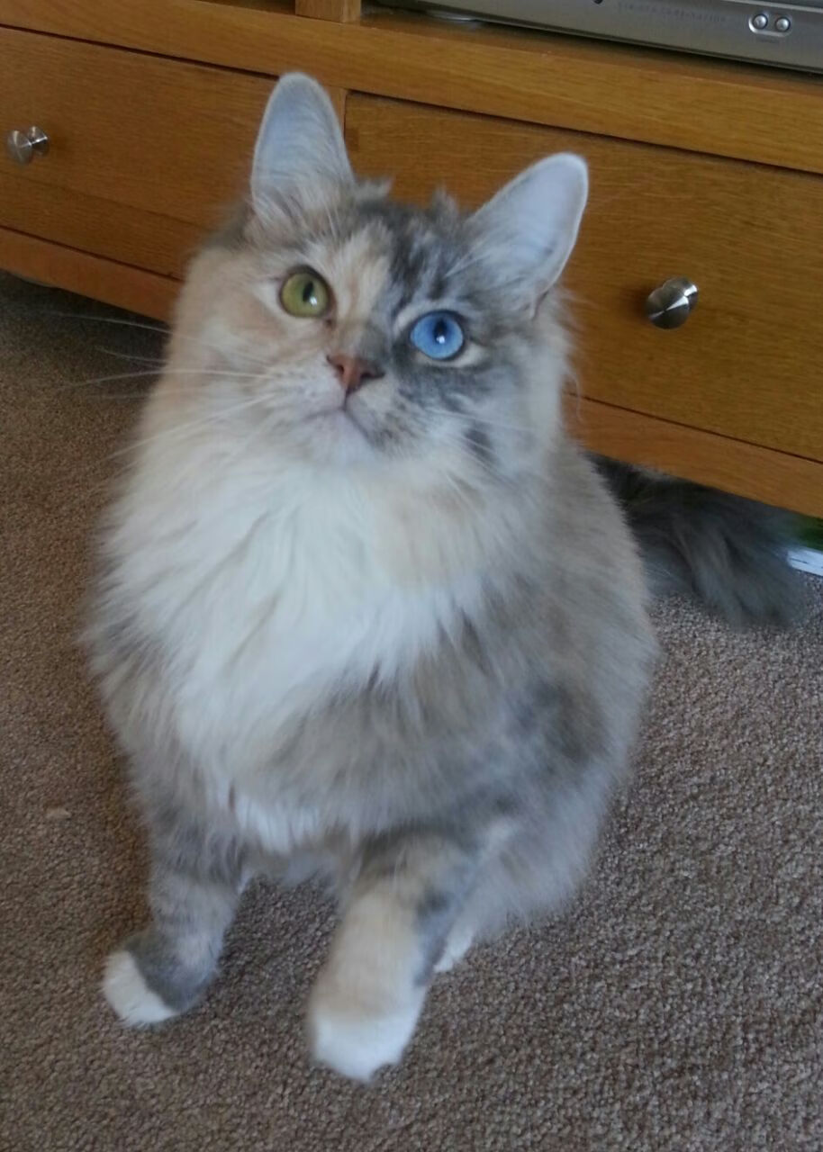 西决生死战之夜，三十七岁的老兵，是球场隐形力场的终极答案