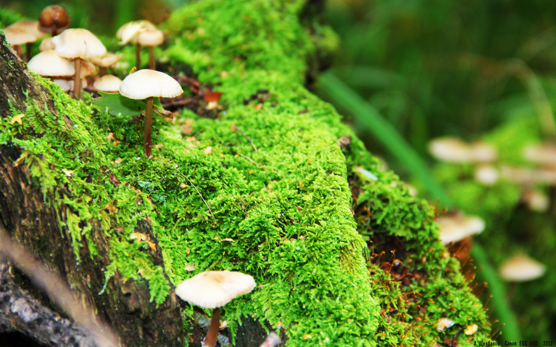 世俱杯-冷面刺客弗拉霍维奇，当抢七之夜需要一颗绝对冷静的心