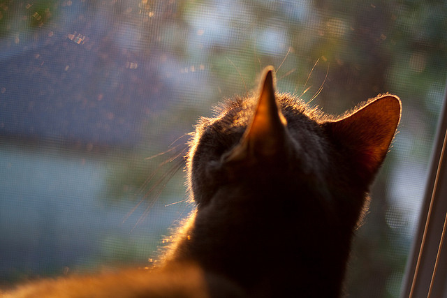 双线辉煌，AC米兰横扫法国强敌，萨卡国家德比独揽风云