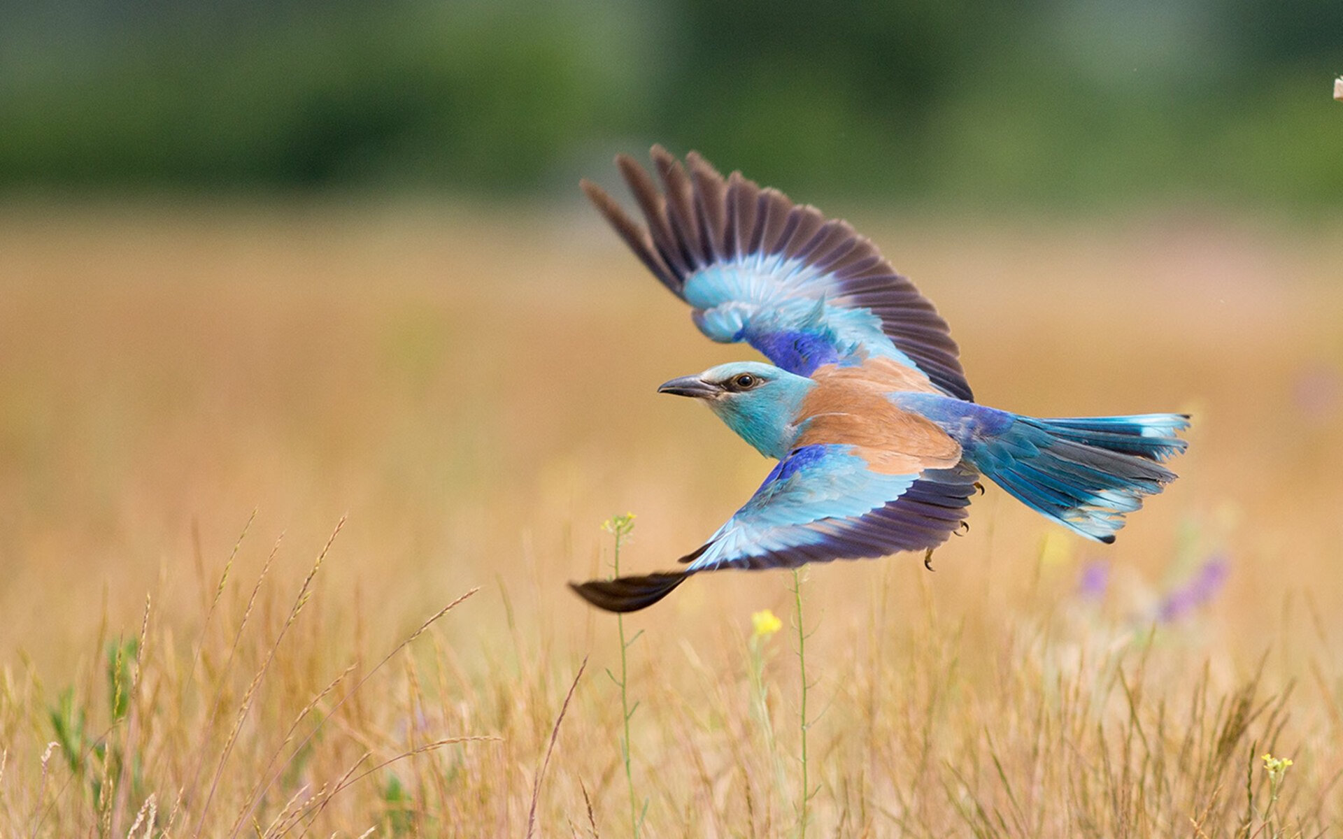森林狼击溃山西队，福克斯关键制胜定乾坤