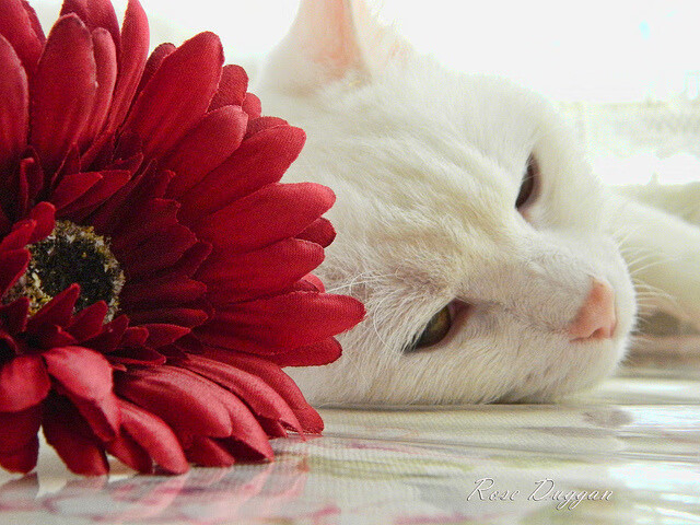 世俱杯直播-班凯罗爆发，雄鹿战术碾压深圳队