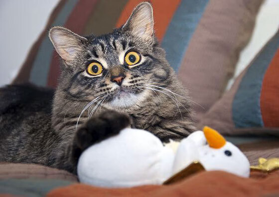 足球新纪元，几内亚的反击风暴与李刚仁的德比接管