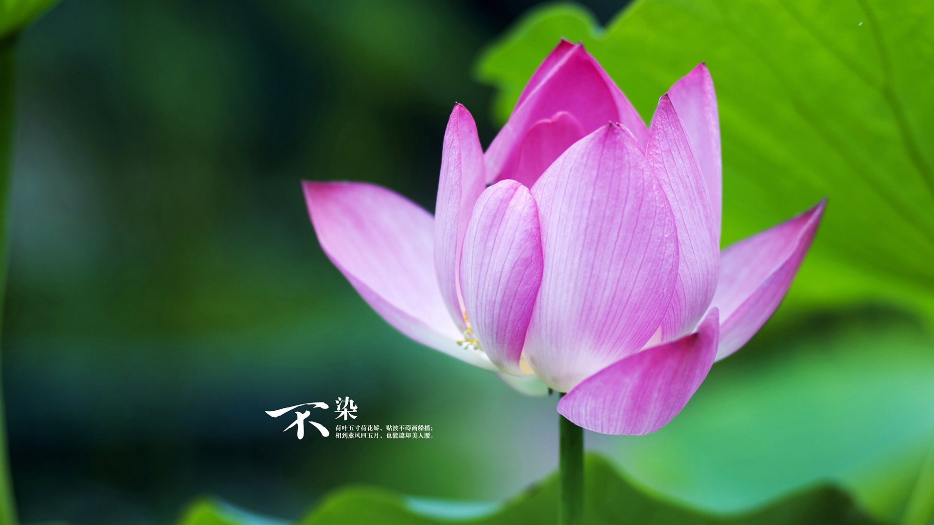 雄鹿决胜局带走骑士，范弗利特世界排名战接管比赛，篮球决胜时刻的双重奏