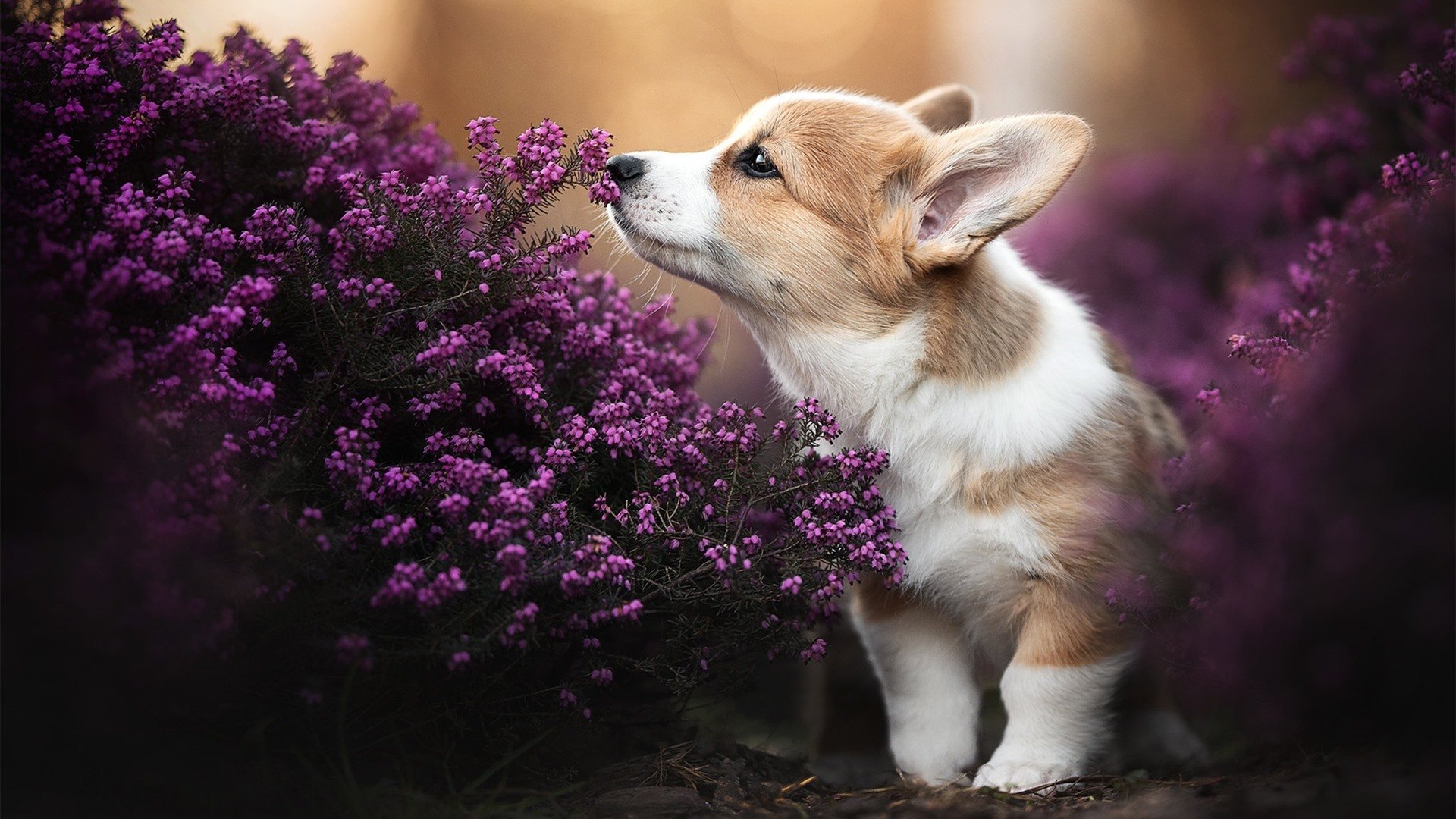 世俱杯赛程-决战绿茵，克罗地亚争冠豪情与洪都拉斯西决突围的生死战交响