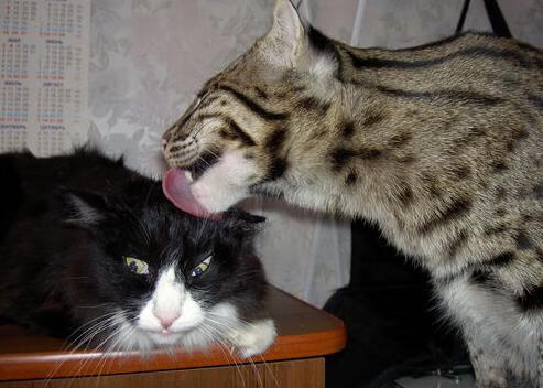 世俱杯决赛-抢七决胜！那不勒斯在季后赛焦点战中彻底击溃几内亚