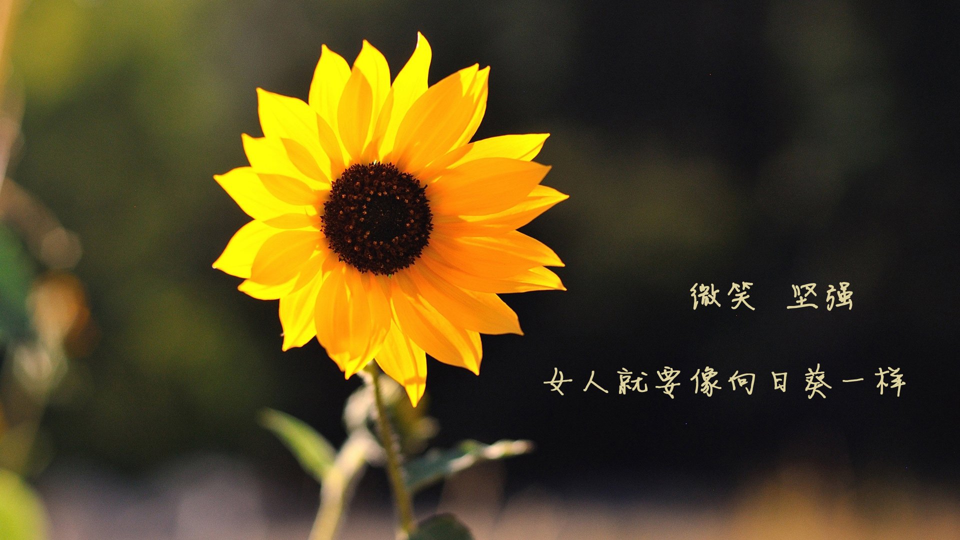 世俱杯决赛-生死战与争冠战，拉齐奥险胜哥斯达黎加，努涅斯德甲主宰比赛