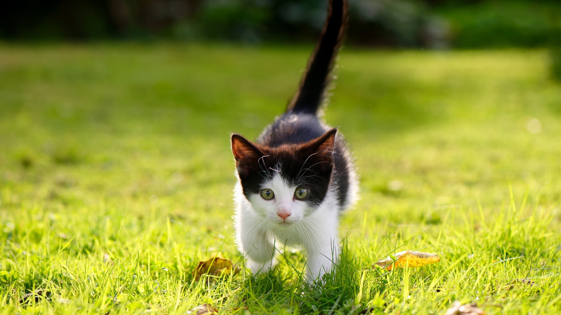 当红魔遇见咖啡农，一场虚构盛宴与菲尔·福登的完美风暴